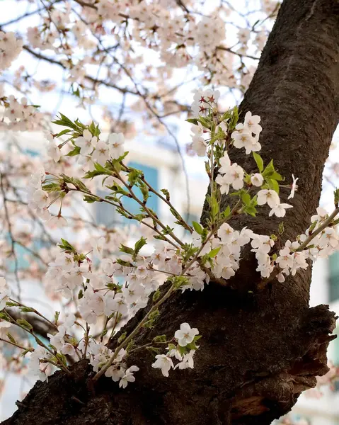 Güzel botanik fotoğrafı, doğal duvar kağıdı.