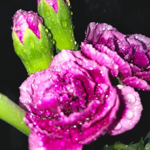 Güzel çiçekler, çiçek konsepti