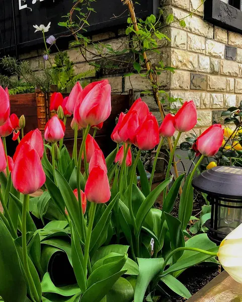 Bahçedeki güzel çiçekler