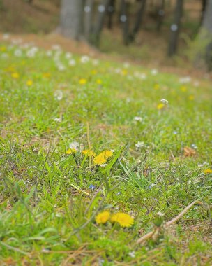 Bulanık bir geçmişi olan güzel bir çimen görüntüsü.