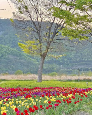 Bahçedeki güzel çiçekler