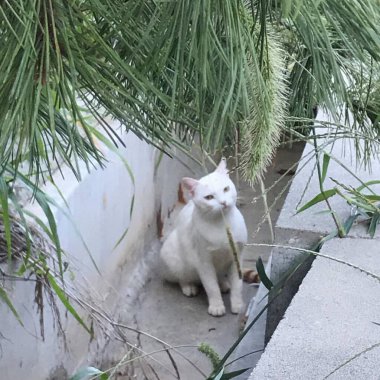 Kedi sokakta oturuyor.