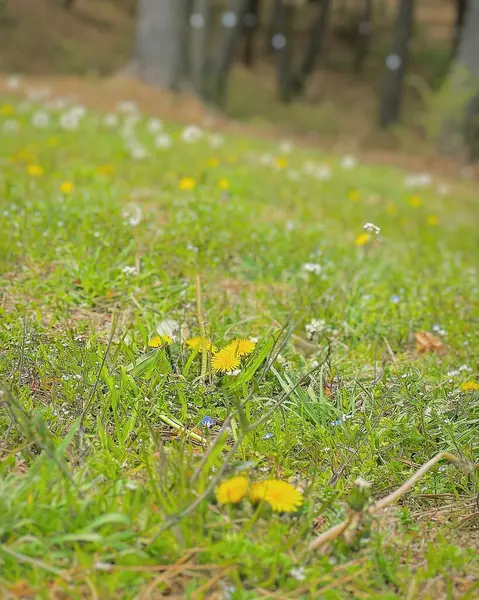 Bulanık bir geçmişi olan güzel bir çimen görüntüsü.