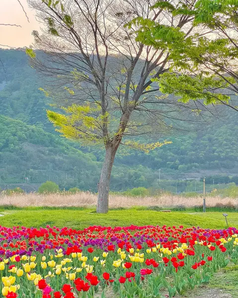 Bahçedeki güzel çiçekler