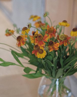 Bahçedeki güzel çiçekler