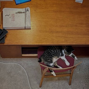 Kedi dizüstü bilgisayarla masada uyuyor.