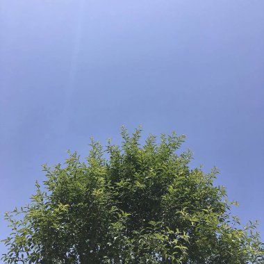 Ormanın güzel manzarası