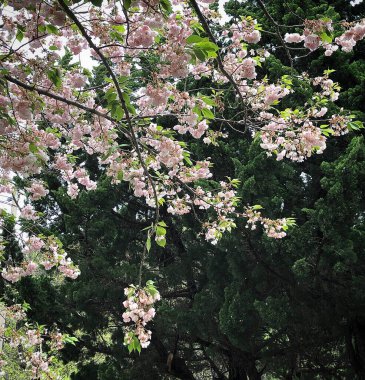 İlkbaharda kiraz çiçeği