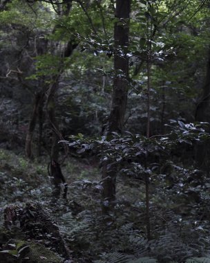 Ormanın güzel manzarası