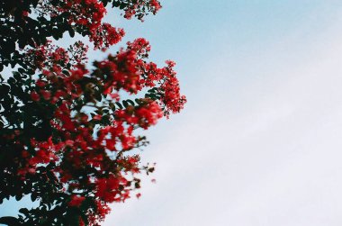 Bahçede güzel kırmızı yapraklar