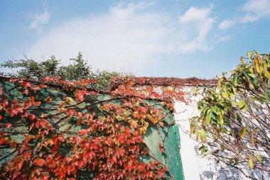 Sonbahar yaprakları, sonbahar bitkileri