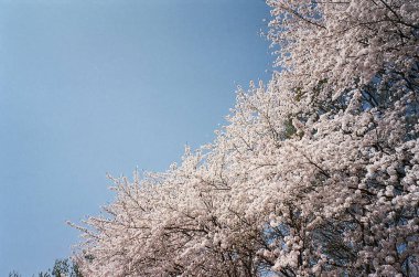 Parkın güzel manzarası
