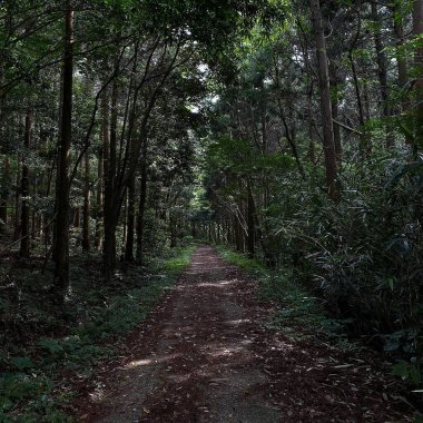 Uzun bir ağacın ortasında patikası olan güzel bir orman manzarası.