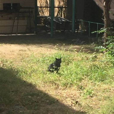 Bahçedeki kara kedi