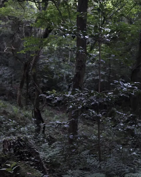 Ormanın güzel manzarası