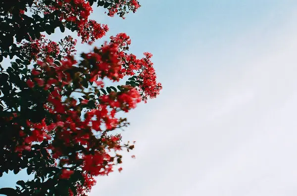 Bahçede güzel kırmızı yapraklar