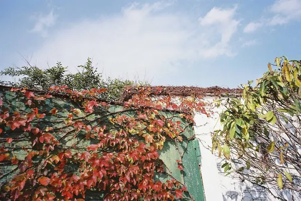 Sonbahar yaprakları, sonbahar bitkileri