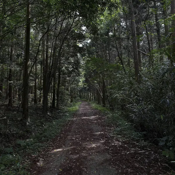 Uzun bir ağacın ortasında patikası olan güzel bir orman manzarası.