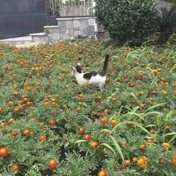 Kırmızı çiçekli bir kedi.