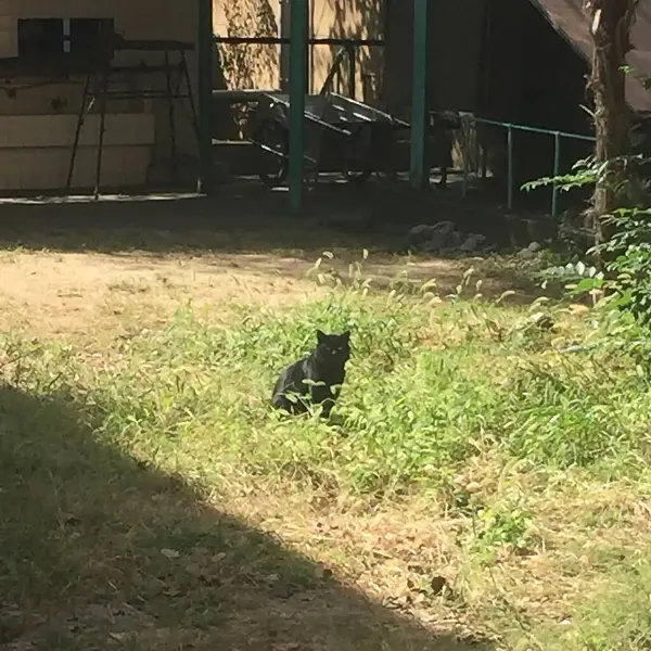 Bahçedeki kara kedi
