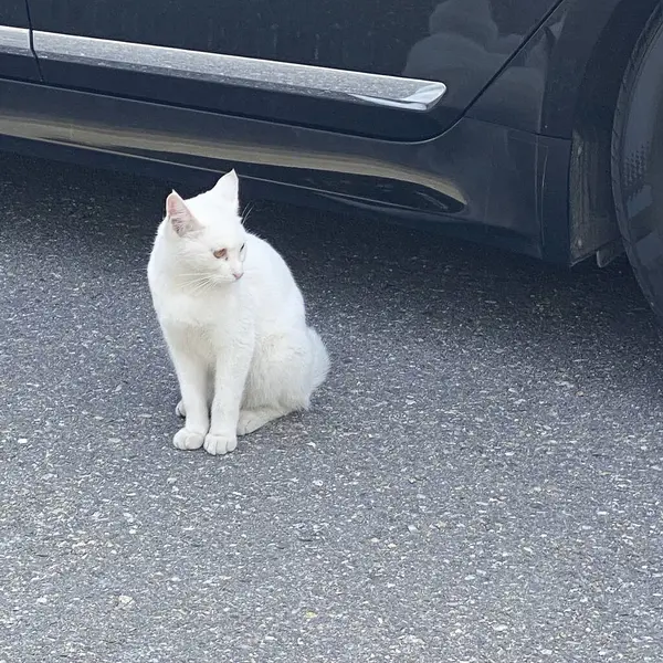 Kedi yerde oturuyor.