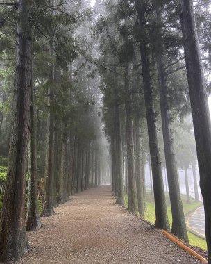 Ağaçların arasından geçen yol.