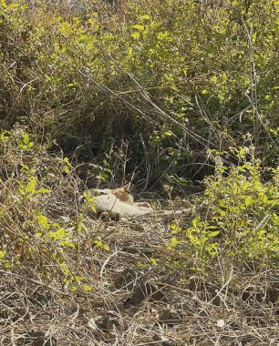 Ormandaki beyaz köpek