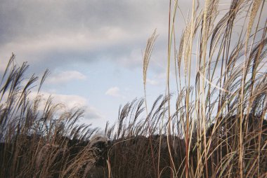 Güzel botanik fotoğrafı, doğal duvar kağıdı.