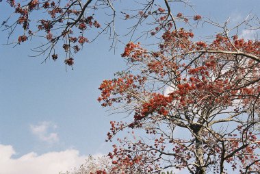 Ağaç dalları, bitki örtüsü.