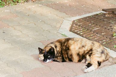 Kedi yerde yatıyor.