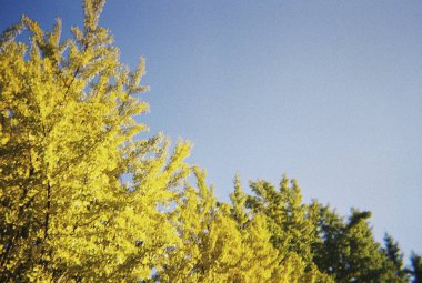 Ormandaki ağaç dalları