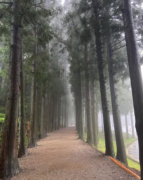 Ağaçların arasından geçen yol.