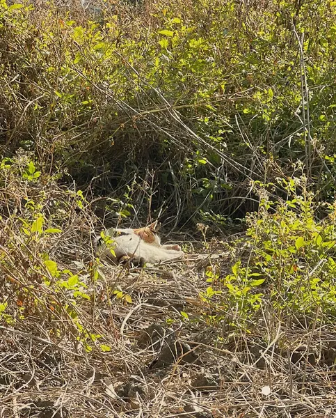 Ormandaki beyaz köpek