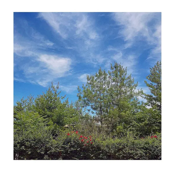 Ağaçları ve mavi gökyüzü olan güzel bir manzara.