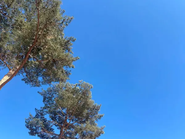 Ormandaki ağaç dalları, Flora