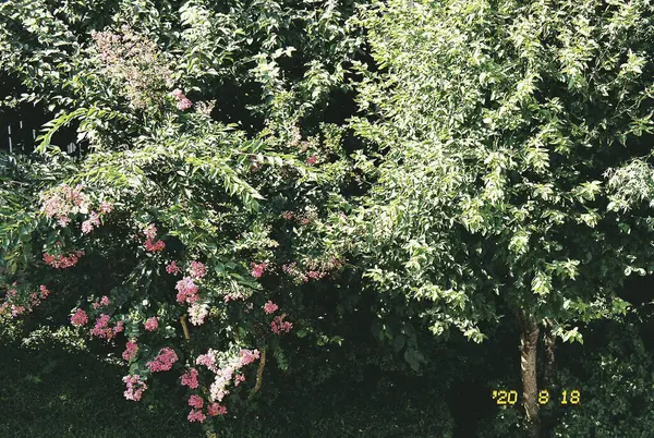 Güzel botanik fotoğrafı, doğal duvar kağıdı.