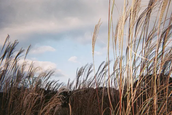 Güzel botanik fotoğrafı, doğal duvar kağıdı.
