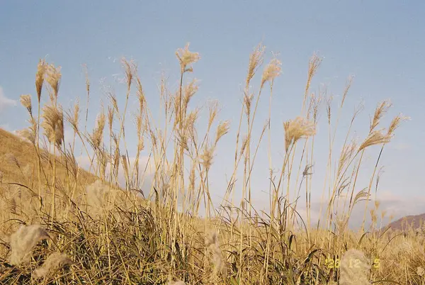 Ağacı ve dağı olan güzel bir manzara.
