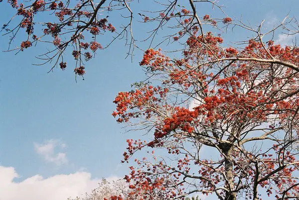 Ağaç dalları, bitki örtüsü.