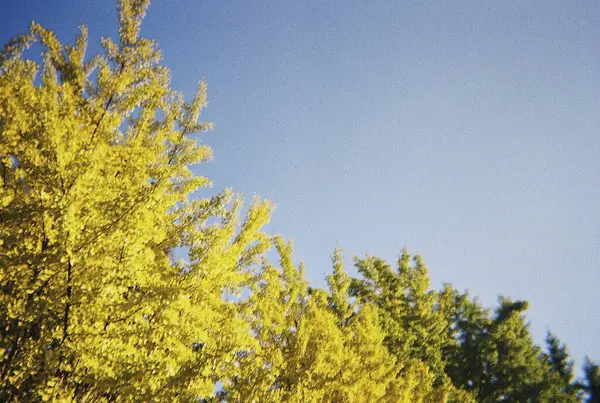 Ormandaki ağaç dalları