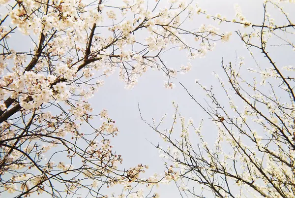 Güzel botanik fotoğrafı, doğal duvar kağıdı.