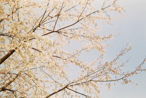 Güzel botanik fotoğrafı, doğal duvar kağıdı.
