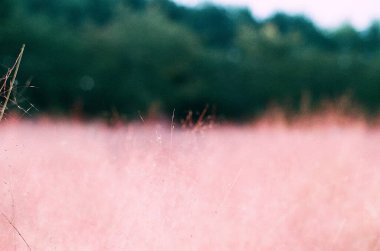 Ormandaki çimlerin bulanık arkaplanı