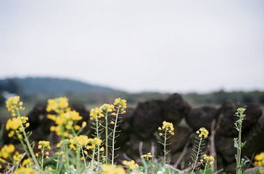 Bahçedeki güzel çiçekler