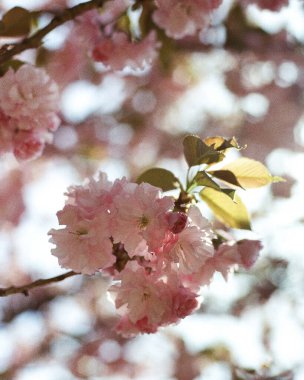 Ağaçtaki pembe çiçekler