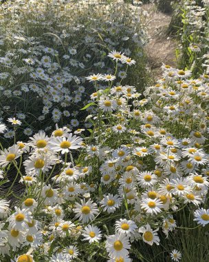 Bahçedeki güzel çiçekler