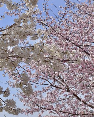 İlkbaharda kiraz çiçekleri, sakura, kiraz çiçekleri