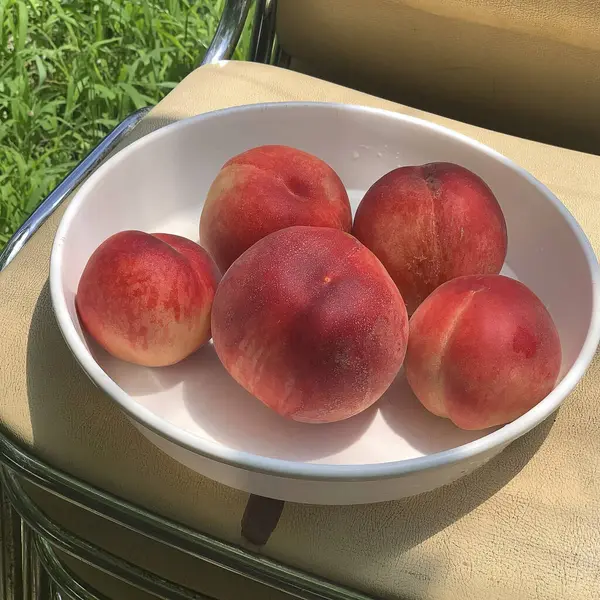 Masada taze kırmızı ve beyaz erikler var.