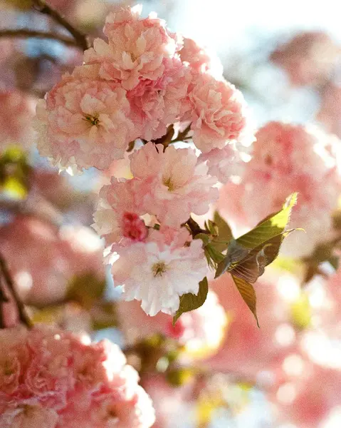 Bahçedeki güzel çiçekler