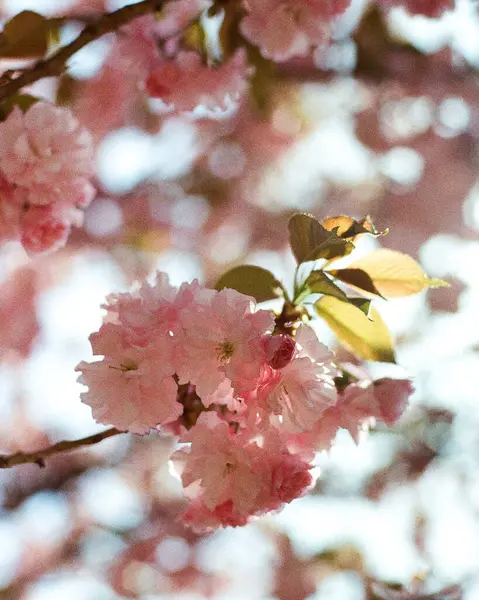 Ağaçtaki pembe çiçekler